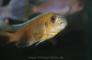 Metriaclima sp. 'patricki'